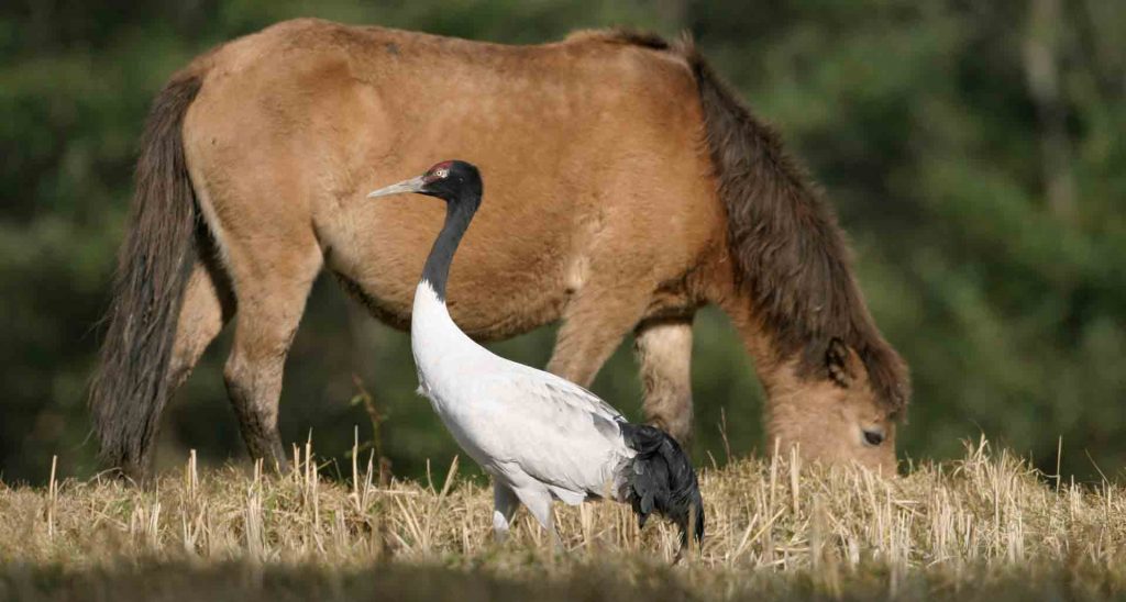 Black-Necked-Crane-bhutan