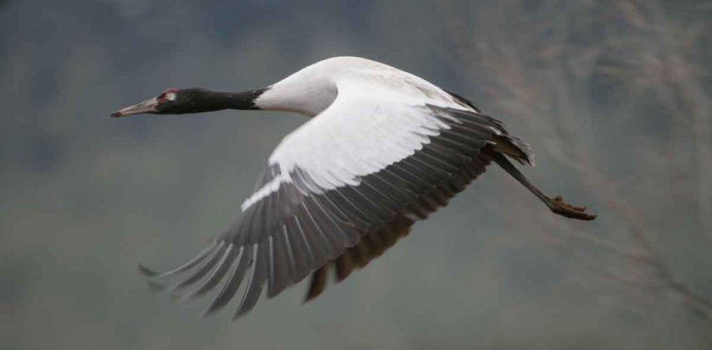 Black-Necked-Crane