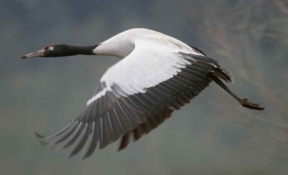 Black-Necked-Crane